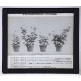 Nitrate de soude. Pelargonium zonale.