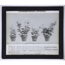 Nitrate de soude. Pelargonium zonale.