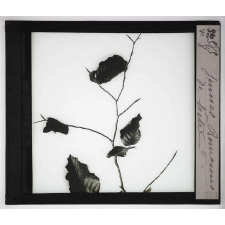 Les Bourgeons. Jeunes bourgeons de hêtre.