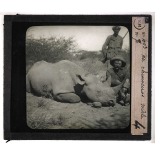 Chasse au grand gibier africain du Mozambique. Un rhinocéros mâle.