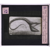 La Vie au fond des mers. Euripharynx pélicanoïdes. 2900m de profondeur.
