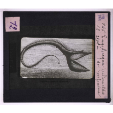 La Vie au fond des mers. Euripharynx pélicanoïdes. 2900m de profondeur.