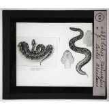 Morsures de serpents venimeux. Echis carinatus. Bitis arcetans.