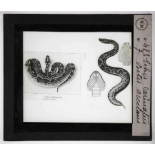 Morsures de serpents venimeux. Echis carinatus. Bitis arcetans.