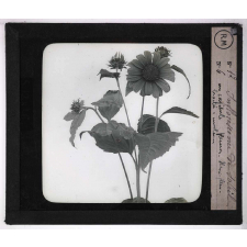 Les Fleurs. Inflorescence de soleil.