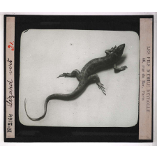 Locomotion terrestre chez les animaux. Lézard vert.