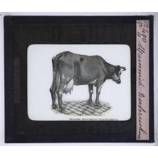 La Tuberculose bovine et les moyens de la combattre. Mammite tuberculeuse.