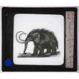 Ère Tertiaire. Eléphant fossile de Durfort (Gard).