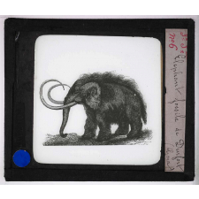 Ère Tertiaire. Eléphant fossile de Durfort (Gard).