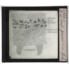 Les Plantes saprophytes, mutualistes et parasites. Coupe grossie d'un lichen.