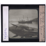 Norvège septentrionale. Une baleine harponnée.