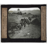Colonies, Algérie. El-Kantara. Caravane.