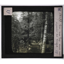 Forêts de France. Feuillus et résineux. Vue sous bois dans une sapinière des Vosges.
