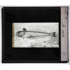 Mœurs des poissons. La vive.