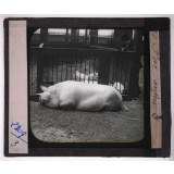 Races de bœufs, porcs, moutons. Porc anglais.