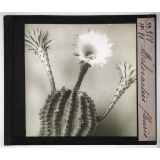 Les Physionomies végétales. Melocactus fleuris.