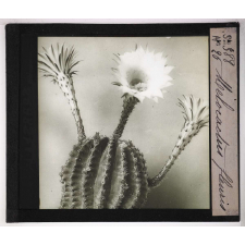Les Physionomies végétales. Melocactus fleuris.