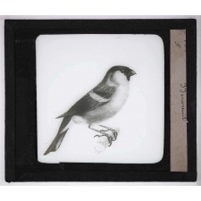 Les Oiseaux utiles. Bouvreuil.