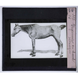 Les Principaux caractères permettant d'appriécier quelques viandes insalubres ou défectueuses. Physionomie du cheval tétanique.