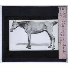 Les Principaux caractères permettant d'appriécier quelques viandes insalubres ou défectueuses. Physionomie du cheval tétanique.