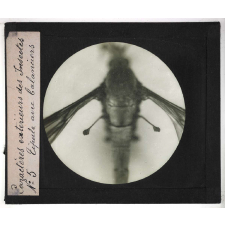 Caractères extérieurs des insectes. Tipule avec balanciers.