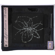 Pasteur. Mycoderma Aceti.