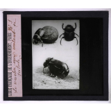 La Vie des insectes. Le scarabée sacré roulant sa pilule.