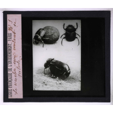 La Vie des insectes. Le scarabée sacré roulant sa pilule.