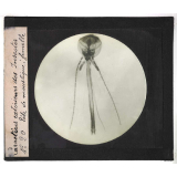 Caractères extérieurs des insectes. Tête de moustique, femelle.