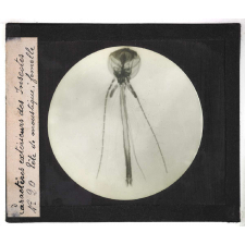 Caractères extérieurs des insectes. Tête de moustique, femelle.