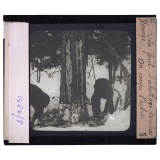 Norvège, la forêt. L'abattage des arbres. On coupe l'arbre.
