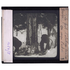 Norvège, la forêt. L'abattage des arbres. On coupe l'arbre.