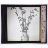 L'Art à l'école, décoration par les fleurs d'été. Bouquet d'ophrys abeille.