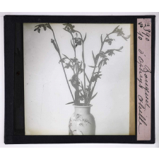 L'Art à l'école, décoration par les fleurs d'été. Bouquet d'ophrys abeille.