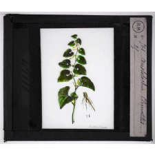 Les Plantes vénéneuses. Aristolochia clematitis.