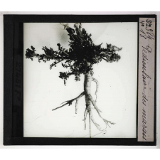 Les Plantes saprophytes, mutualistes et parasites. Pédiculaire des marais.
