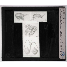 Mœurs des poissons. Nourriture des sardines.