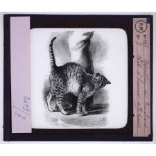 L'Expression des émotions chez les animaux et chez l'homme. Chat d'humeur affectueuse.