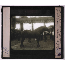 Les Races chevalines, asines et mulassières en France. Percheron étalon, 1e prix.