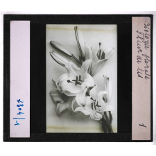 Biologie florale. Fleur de lis.