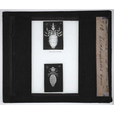 Les Moyens de défense des insectes. Hématopinus et Trichodèctes.