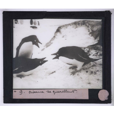 La Vie et les moeurs du pingouin Adélie. Oiseaux se querellant.