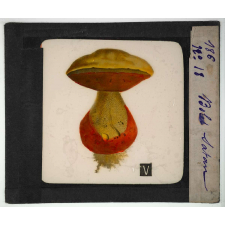 Notions élémentaires sur les champignons comestibles et vénéneux. Bolet satan.