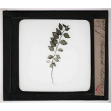Les Plantes. Bouture de peuplier.