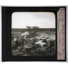 La Moule et l'huître portugaise sur les côtes de l'Aunis. Récolte d'huîtres dans un parc.