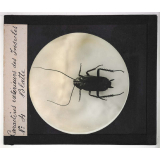 Caractères extérieurs des insectes. Blatte.