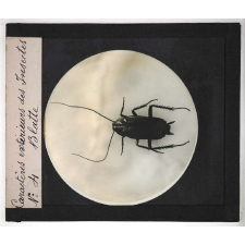 Caractères extérieurs des insectes. Blatte.