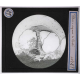 Digestion et circulation. Pilier & organe de Corti.