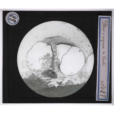 Digestion et circulation. Pilier & organe de Corti.