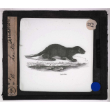 Les Carnassiers. Loutre.